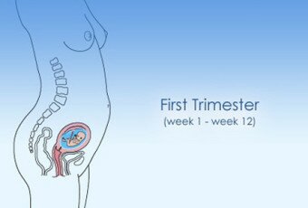 1292827651-trimester1-1-12